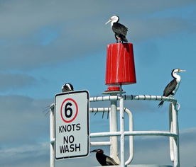 华体会登录-澳大利亚队的表现与未来展望:国际乒联混合团体世界杯分析,国际乒联澳大利亚公开赛